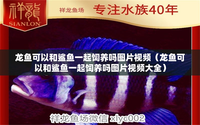 龍魚可以和鯊魚一起飼養(yǎng)嗎圖片視頻（龍魚可以和鯊魚一起飼養(yǎng)嗎圖片視頻大全） 廣州龍魚批發(fā)市場