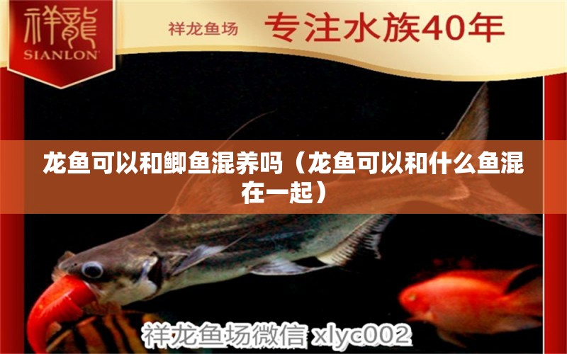 龍魚可以和鯽魚混養(yǎng)嗎（龍魚可以和什么魚混在一起） 觀賞魚