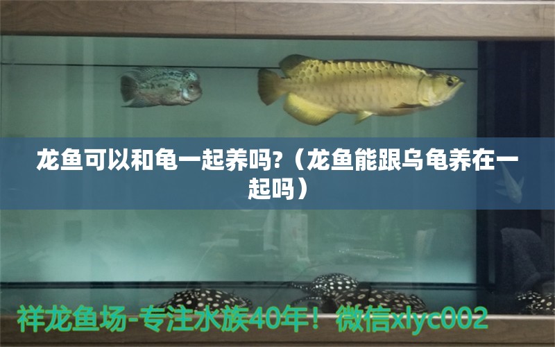 龍魚(yú)可以和龜一起養(yǎng)嗎?（龍魚(yú)能跟烏龜養(yǎng)在一起嗎）