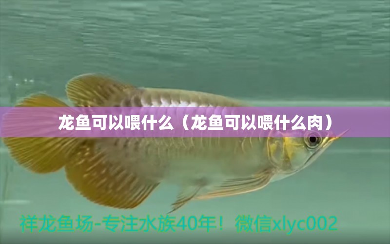 龍魚可以喂什么（龍魚可以喂什么肉）