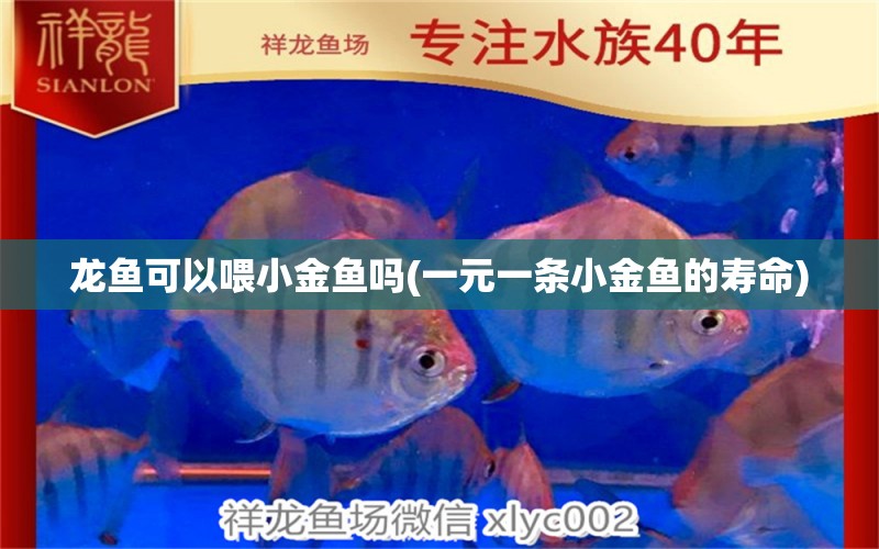 龍魚可以喂小金魚嗎(一元一條小金魚的壽命) 銀古魚苗