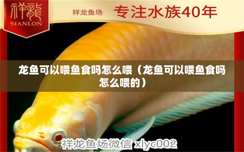 龍魚可以喂魚食嗎怎么喂（龍魚可以喂魚食嗎怎么喂的） 廣州龍魚批發(fā)市場