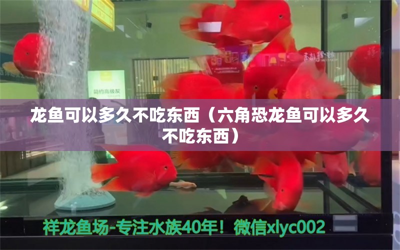 龍魚可以多久不吃東西（六角恐龍魚可以多久不吃東西）