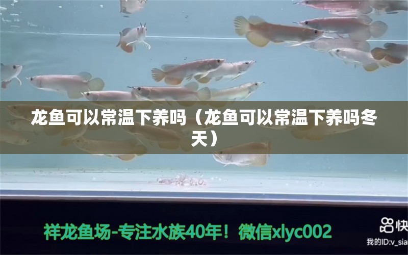 龍魚可以常溫下養(yǎng)嗎（龍魚可以常溫下養(yǎng)嗎冬天）