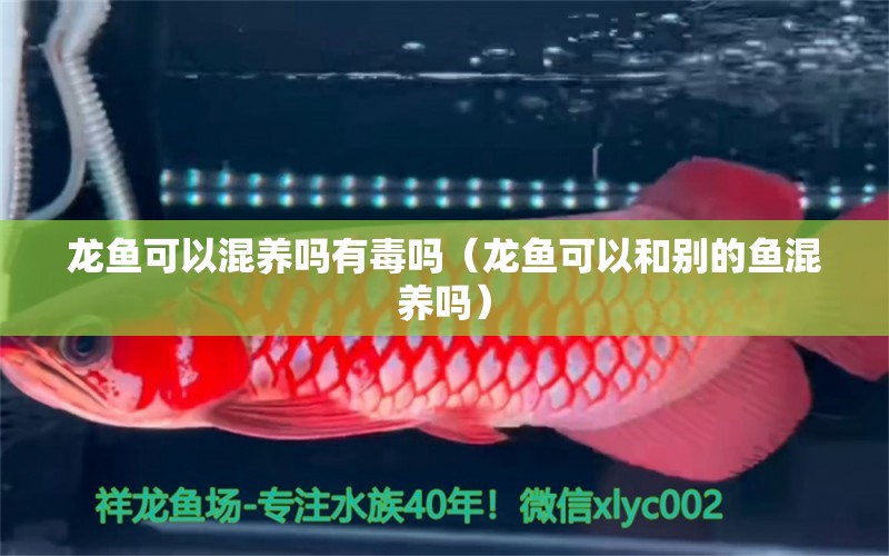 龍魚可以混養(yǎng)嗎有毒嗎（龍魚可以和別的魚混養(yǎng)嗎）