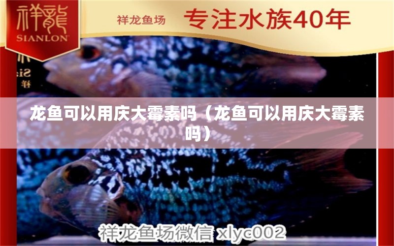 龍魚可以用慶大霉素嗎（龍魚可以用慶大霉素嗎）