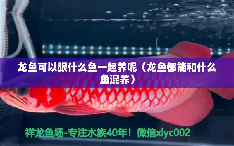 龍魚(yú)可以跟什么魚(yú)一起養(yǎng)呢（龍魚(yú)都能和什么魚(yú)混養(yǎng)）