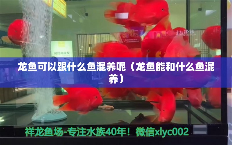 龍魚可以跟什么魚混養(yǎng)呢（龍魚能和什么魚混養(yǎng)） 觀賞魚