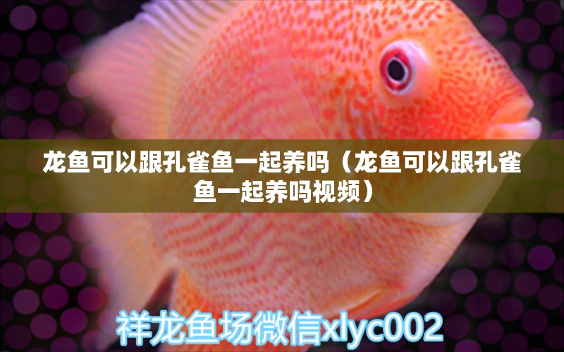 龍魚可以跟孔雀魚一起養(yǎng)嗎（龍魚可以跟孔雀魚一起養(yǎng)嗎視頻） 廣州龍魚批發(fā)市場