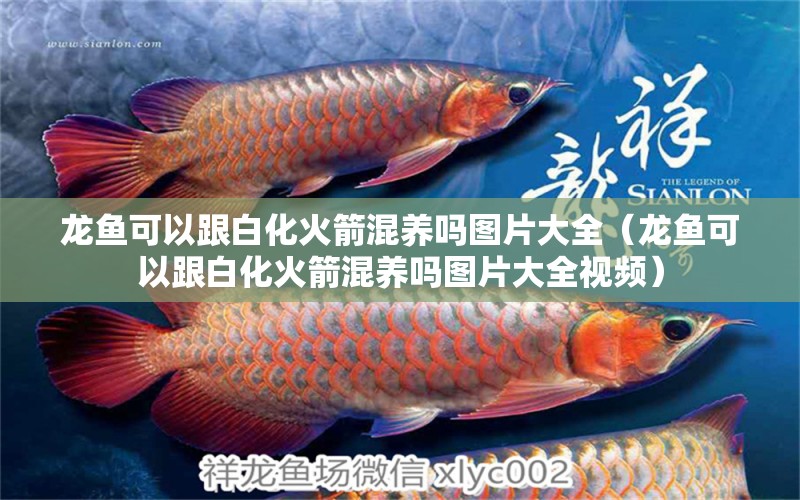 龍魚可以跟白化火箭混養(yǎng)嗎圖片大全（龍魚可以跟白化火箭混養(yǎng)嗎圖片大全視頻）