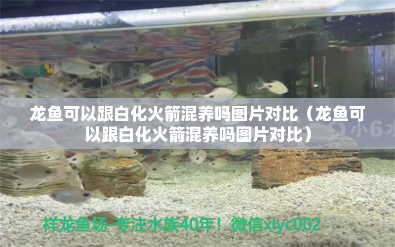 龍魚可以跟白化火箭混養(yǎng)嗎圖片對比（龍魚可以跟白化火箭混養(yǎng)嗎圖片對比）