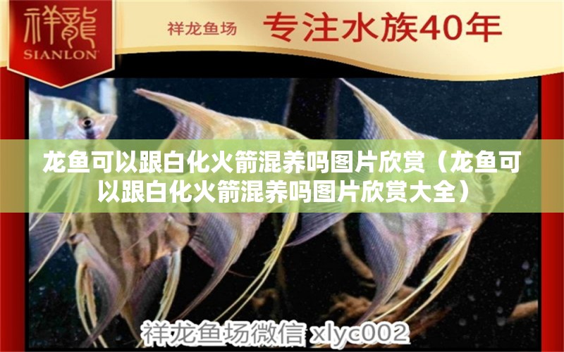 龍魚可以跟白化火箭混養(yǎng)嗎圖片欣賞（龍魚可以跟白化火箭混養(yǎng)嗎圖片欣賞大全）