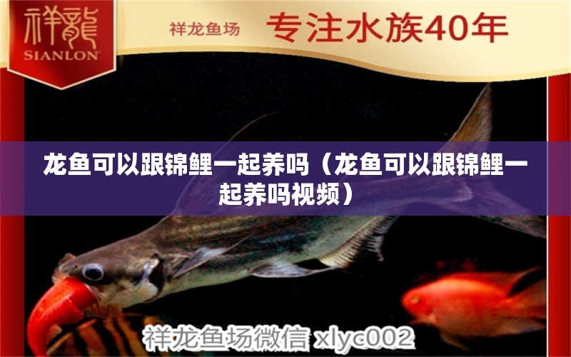 龍魚可以跟錦鯉一起養(yǎng)嗎（龍魚可以跟錦鯉一起養(yǎng)嗎視頻） 廣州龍魚批發(fā)市場