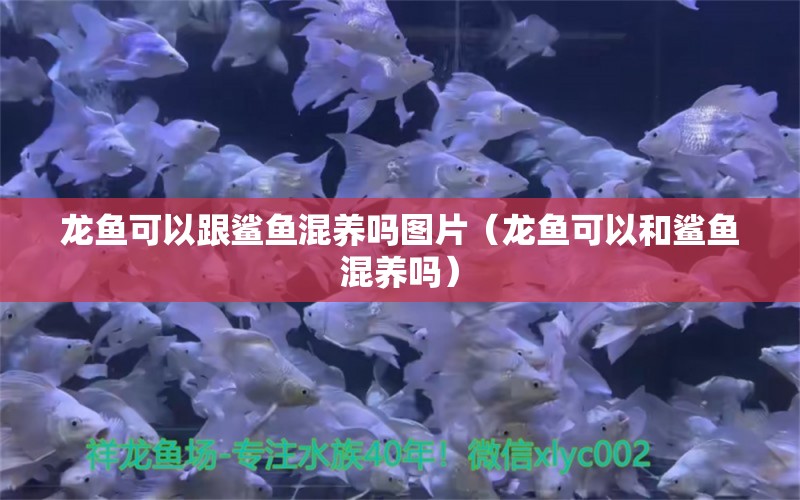 龍魚可以跟鯊魚混養(yǎng)嗎圖片（龍魚可以和鯊魚混養(yǎng)嗎）