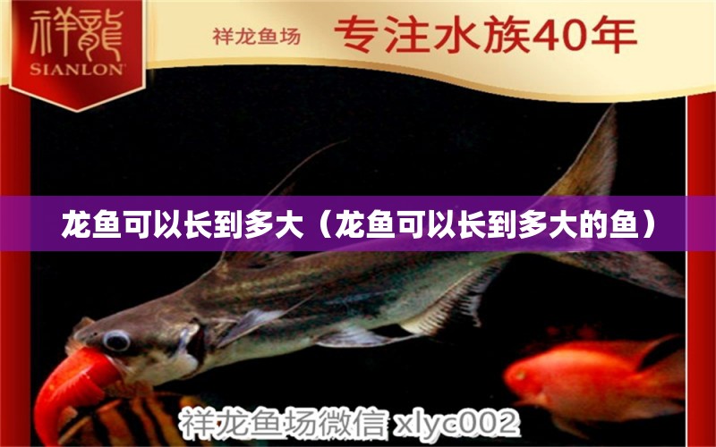 龍魚可以長到多大（龍魚可以長到多大的魚） 廣州龍魚批發(fā)市場