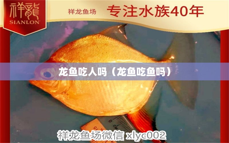 龍魚吃人嗎（龍魚吃魚嗎）