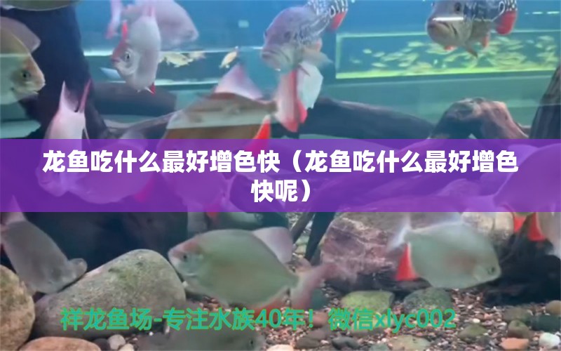 龍魚吃什么最好增色快（龍魚吃什么最好增色快呢） 龍魚疾病與治療