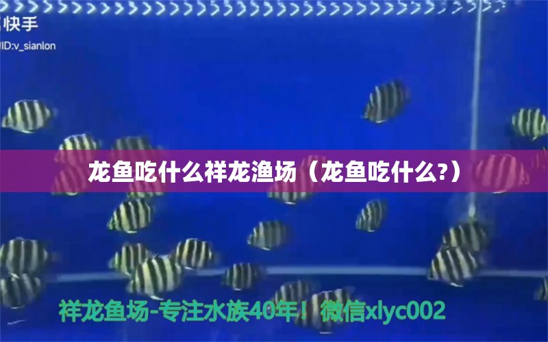 龍魚吃什么祥龍漁場（龍魚吃什么?）