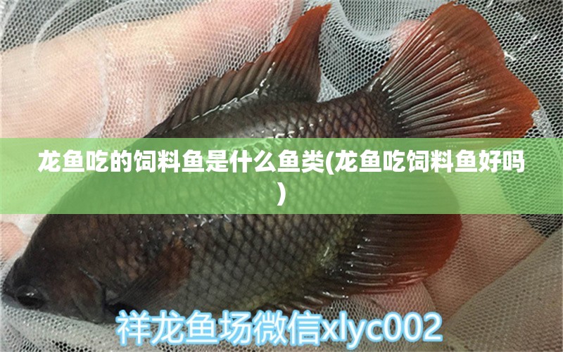 龍魚(yú)吃的飼料魚(yú)是什么魚(yú)類(lèi)(龍魚(yú)吃飼料魚(yú)好嗎)