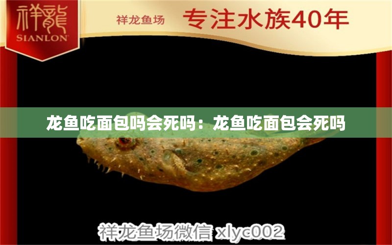 龍魚吃面包嗎會(huì)死嗎：龍魚吃面包會(huì)死嗎 龍魚百科 第1張