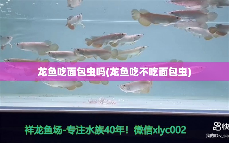 龍魚吃面包蟲嗎(龍魚吃不吃面包蟲) 藍(lán)底過背金龍魚