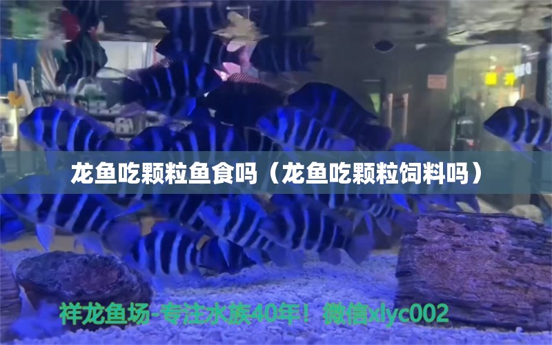 龍魚(yú)吃顆粒魚(yú)食嗎（龍魚(yú)吃顆粒飼料嗎） 祥龍魚(yú)場(chǎng)