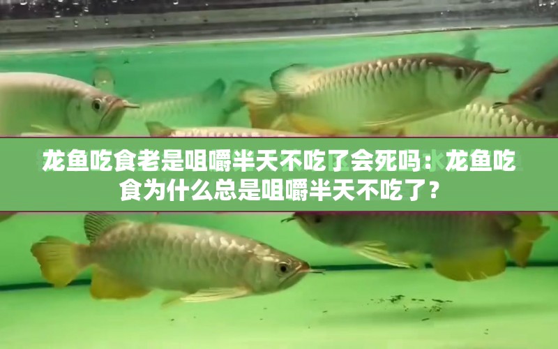 龍魚吃食老是咀嚼半天不吃了會死嗎：龍魚吃食為什么總是咀嚼半天不吃了？ 水族問答 第1張