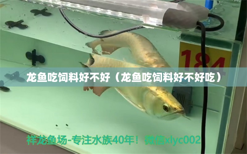 龍魚吃飼料好不好（龍魚吃飼料好不好吃） 觀賞魚市場(chǎng)（混養(yǎng)魚）