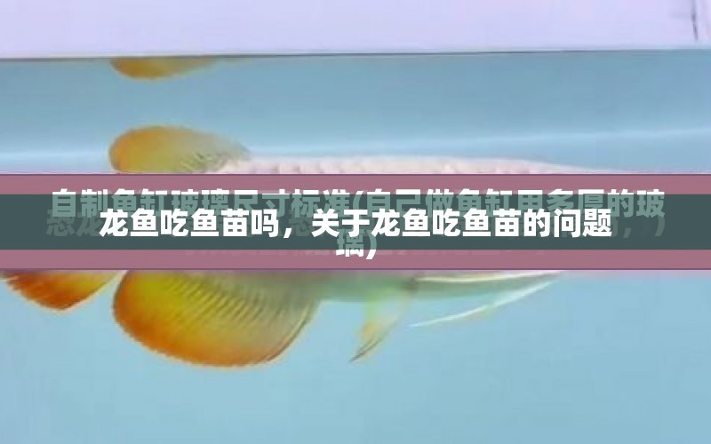 龍魚吃魚苗嗎，關(guān)于龍魚吃魚苗的問題 水族問答 第1張