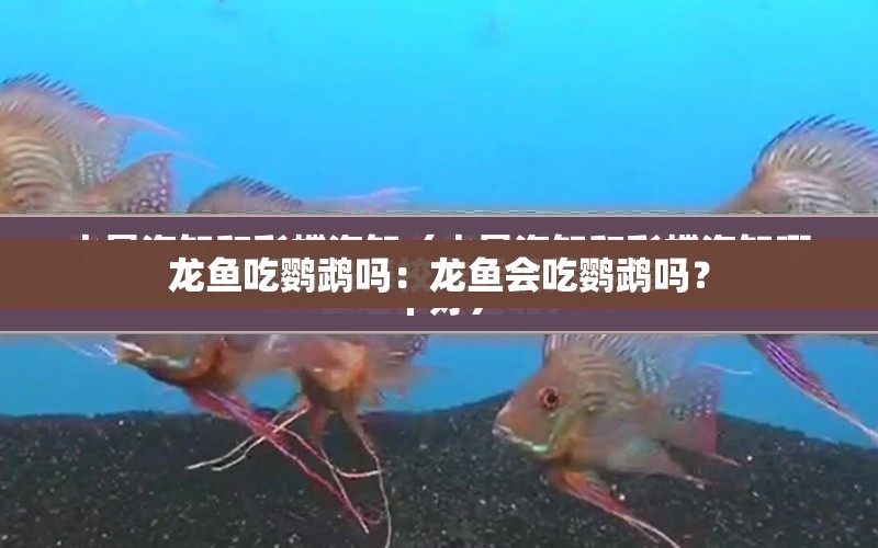 龍魚(yú)吃鸚鵡嗎：龍魚(yú)會(huì)吃鸚鵡嗎？ 水族問(wèn)答 第2張