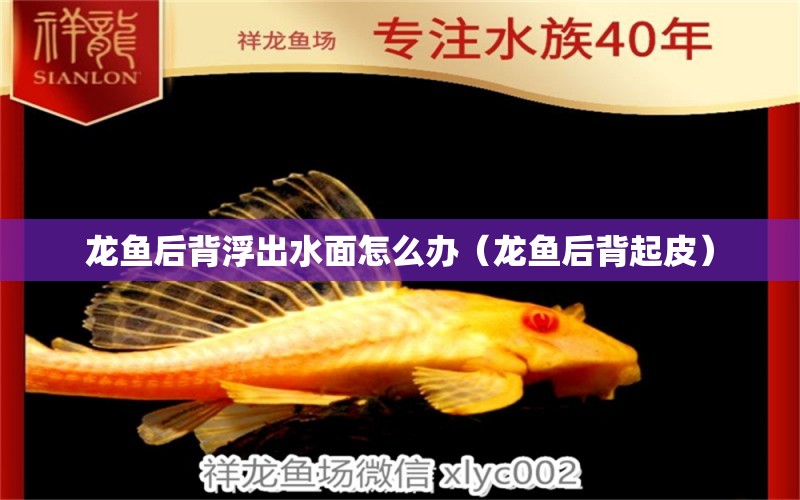 龍魚后背浮出水面怎么辦（龍魚后背起皮）