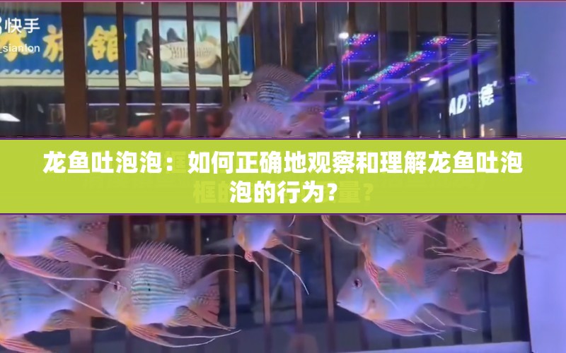 龍魚吐泡泡：如何正確地觀察和理解龍魚吐泡泡的行為？ 水族問答 第2張