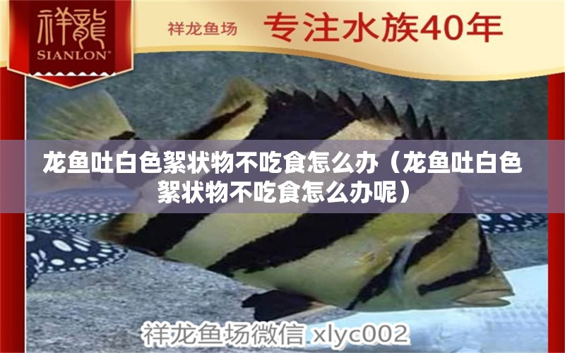 龍魚吐白色絮狀物不吃食怎么辦（龍魚吐白色絮狀物不吃食怎么辦呢） 廣州龍魚批發(fā)市場