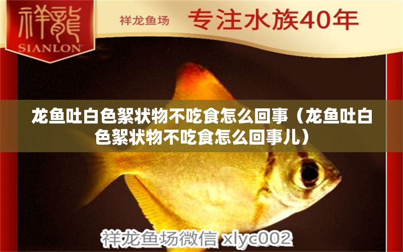 龍魚吐白色絮狀物不吃食怎么回事（龍魚吐白色絮狀物不吃食怎么回事兒） 廣州龍魚批發(fā)市場