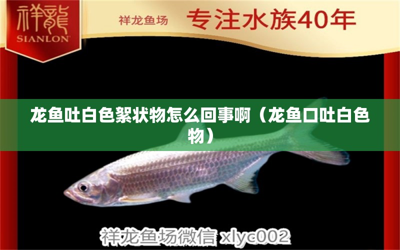 龍魚吐白色絮狀物怎么回事?。堲~口吐白色物）