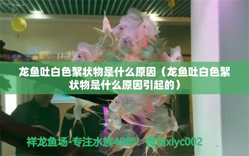 龍魚吐白色絮狀物是什么原因（龍魚吐白色絮狀物是什么原因引起的）