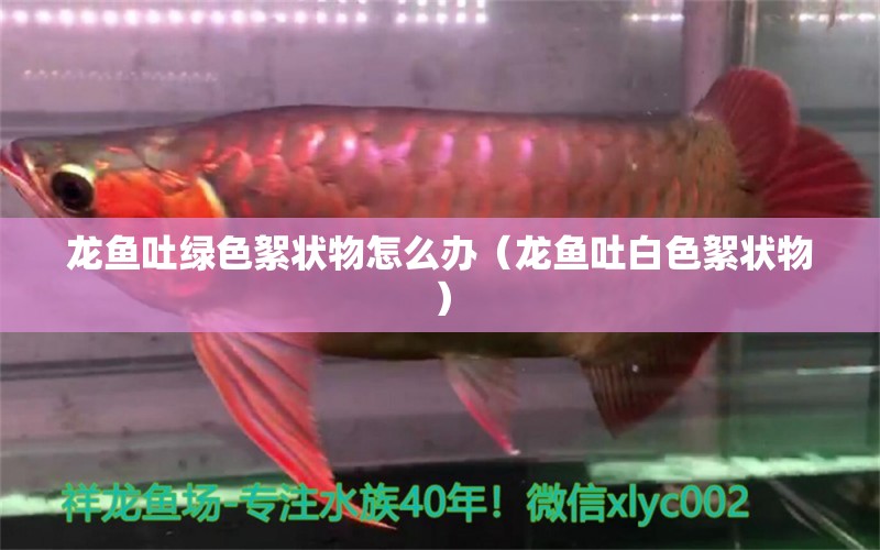 龍魚吐綠色絮狀物怎么辦（龍魚吐白色絮狀物）