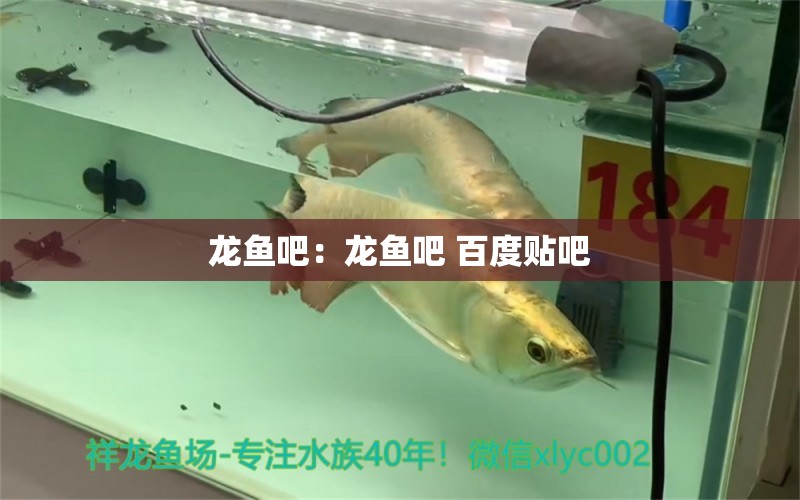 龍魚吧：龍魚吧 百度貼吧 非洲象鼻魚