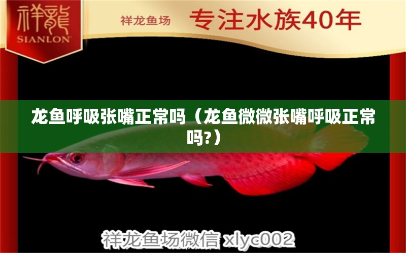 龍魚呼吸張嘴正常嗎（龍魚微微張嘴呼吸正常嗎?） 觀賞魚