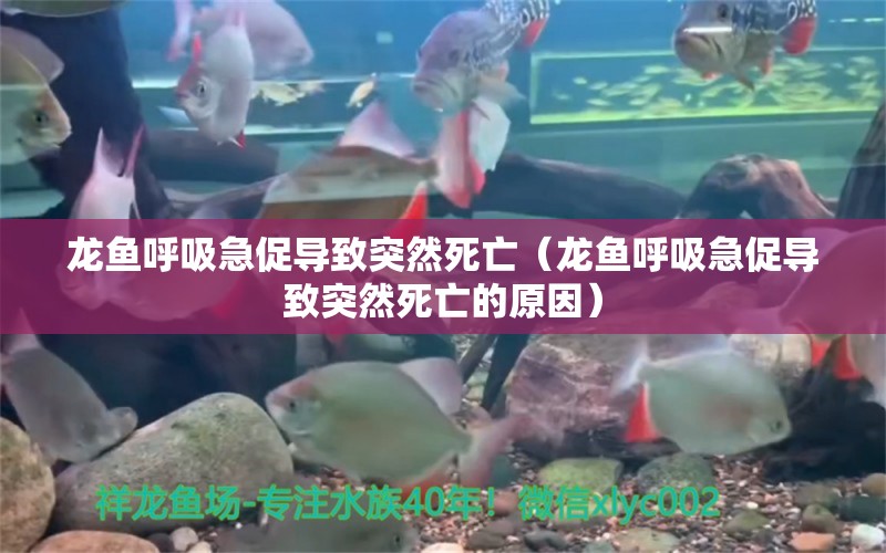 龍魚呼吸急促導(dǎo)致突然死亡（龍魚呼吸急促導(dǎo)致突然死亡的原因） 廣州龍魚批發(fā)市場