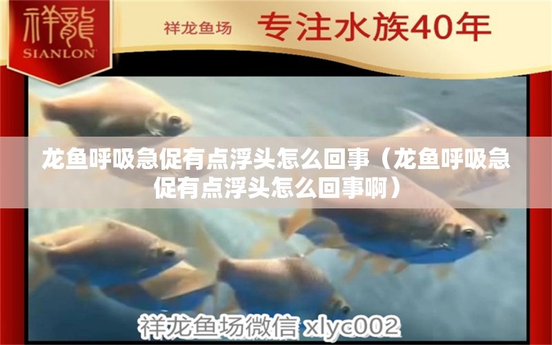 龍魚呼吸急促有點浮頭怎么回事（龍魚呼吸急促有點浮頭怎么回事?。? title=