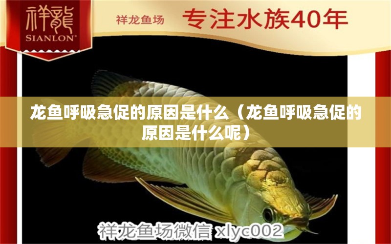 龍魚呼吸急促的原因是什么（龍魚呼吸急促的原因是什么呢）