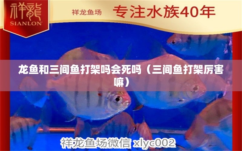 龍魚和三間魚打架嗎會死嗎（三間魚打架厲害嘛） 觀賞魚