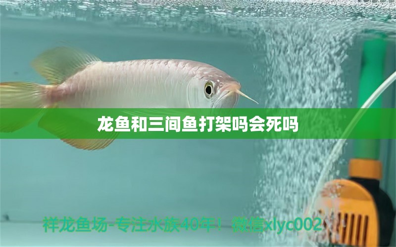 龍魚和三間魚打架嗎會死嗎