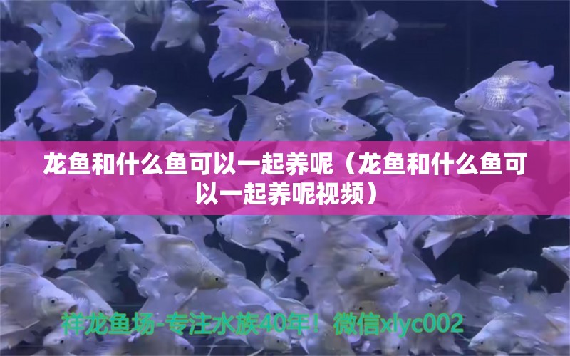 龍魚(yú)和什么魚(yú)可以一起養(yǎng)呢（龍魚(yú)和什么魚(yú)可以一起養(yǎng)呢視頻）