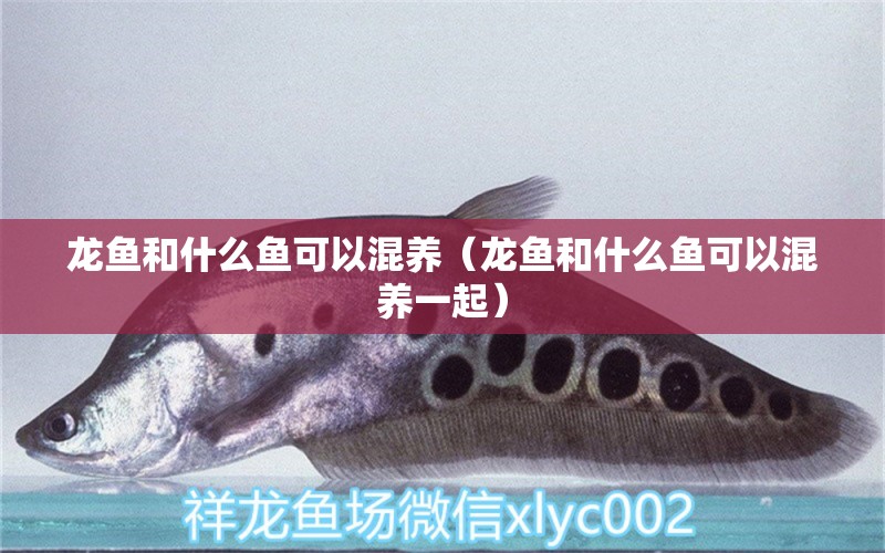 龍魚和什么魚可以混養(yǎng)（龍魚和什么魚可以混養(yǎng)一起）