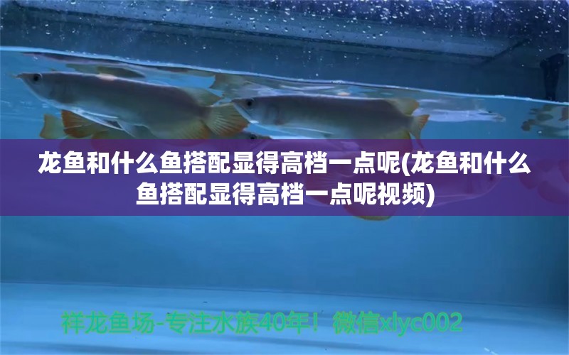 龍魚和什么魚搭配顯得高檔一點(diǎn)呢(龍魚和什么魚搭配顯得高檔一點(diǎn)呢視頻)