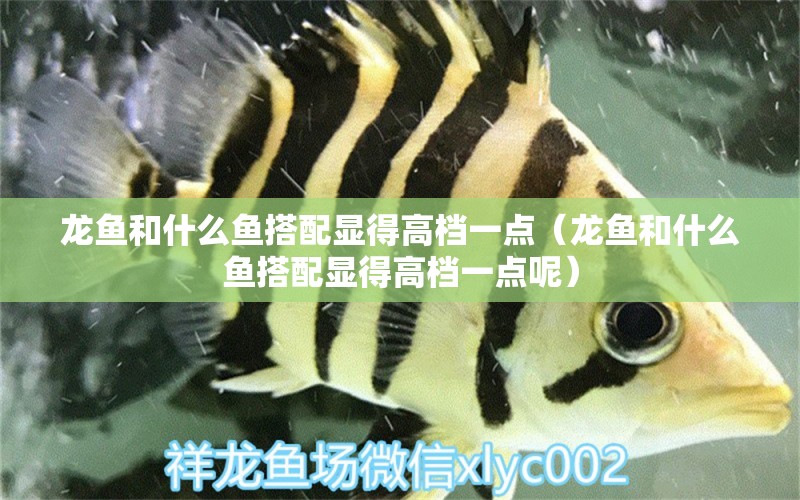 龍魚和什么魚搭配顯得高檔一點(diǎn)（龍魚和什么魚搭配顯得高檔一點(diǎn)呢） 廣州龍魚批發(fā)市場