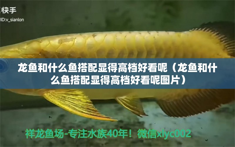 龍魚(yú)和什么魚(yú)搭配顯得高檔好看呢（龍魚(yú)和什么魚(yú)搭配顯得高檔好看呢圖片） 廣州龍魚(yú)批發(fā)市場(chǎng)