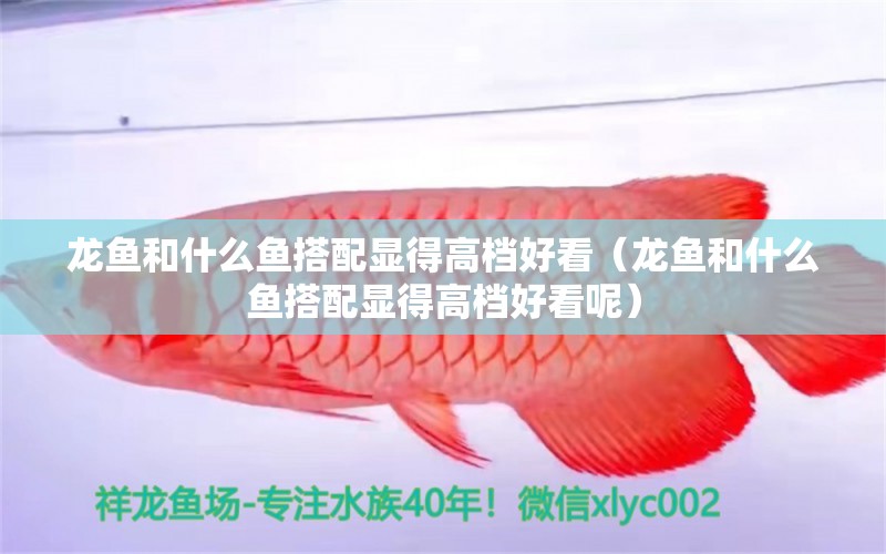 龍魚(yú)和什么魚(yú)搭配顯得高檔好看（龍魚(yú)和什么魚(yú)搭配顯得高檔好看呢） 廣州龍魚(yú)批發(fā)市場(chǎng)